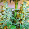 Malawi x PCK (Ace Seeds) Cannabis-Samen
