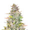 Mexican Sativa (Sensi Seeds) Cannabis-Samen