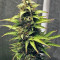 NL Auto (G13 Labs) Cannabis-Samen