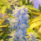 Northern Lights (White Label) Cannabis-Samen