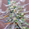 Panama D.C. Regular (CannaBioGen) Cannabis-Samen