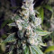 Ripper badazz (Ripper Seeds) Cannabis-Samen