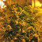 Sherbet (Seedstockers) Cannabis-Samen
