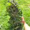 Strawberry Banana (Big Head Seeds) Cannabis-Samen