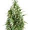 Triple Scoop (DNA Genetics) Cannabis-Samen
