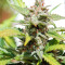 White Haze Automatic (White Label) Cannabis-Samen