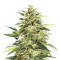 X18 Pure Pakistani Regular (Reserva Privada) Cannabis-Samen