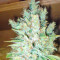 Blue Cheese Automatic marijuana strain