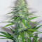 Candy Kush Auto (Auto Seeds) Cannabis-Samen