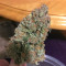 Critical + 2.0 (Dinafem Seeds) Cannabis-Samen
