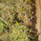 Critical Sour (Female Seeds) Cannabis-Samen