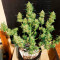 Extreme Impact Auto (Heavyweight Seeds) Cannabis-Samen