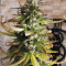 Girl Scout Cookies Autoflower (Seedstockers) Cannabis-Samen