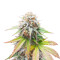 Keep Frosted Guava Autoflower feminisierte Samen (Seedkeepers)