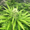 Medical Buddha (Kera Seeds) Cannabis-Samen