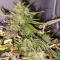 Gorilla Cookies Auto (Fast Buds) Cannabis-Samen zu verkaufen