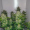 Auto Banana Blaze Cannabis-Samen Kaufen