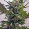 Sweet Skunk F1 Fast Version (Sweet Seeds) Cannabis-Samen zu verkaufen