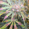 Strawberry Lemonade Cannabis-Samen Kaufen