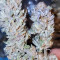 Orange Sherbert (Barney's Farm) Cannabis-Samen zu verkaufen