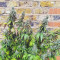 G13 Haze Regular (Barney's Farm) Cannabis-Samen zu verkaufen