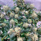 Colombian Gold (World of Seeds) Cannabis-Samen