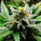 Original Auto Sour Diesel (Fast Buds) Cannabis-Samen zu verkaufen