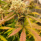 Blueberry OG Cannabis-Samen Kaufen