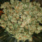 Wedding Cake Auto (Original Sensible Seeds) Cannabis-Samen zu verkaufen