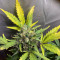 Fast Bud Auto (Sweet Seeds) Cannabis-Samen zu verkaufen
