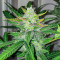 Scarlet Skunk Autoflower feminisierte Samen (EGS)