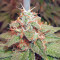 Acapulco Gold feminisiertes Saatgut (Barney's Farm)