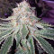 Alien Gorilla (Original Sensible Seeds) Cannabis-Samen