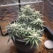 Auto Gorilla (00 Seeds)
