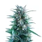 Banana Brawler (Royal Queen Seeds)