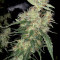 Blue Gelato 41 feminisierte Samen