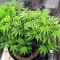 G.S. Cookies feminisierte Samen (Humboldt Seed Company)