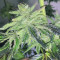 Golosa (Delicious Seeds) Cannabis-Samen