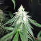 Grandaddy Black (Original Sensible Seeds) Cannabis-Samen