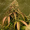Monster Bruce Banner Auto feminisierte Samen (Monster Genetics)