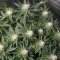 Planet Of The Grapes Auto (Ethos Genetics)