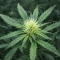 Psychotropic Mass (Critical Mass Collective Seeds) Cannabis-Samen