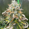 Purple Juice Auto feminisierte Samen (Herbies Seeds)