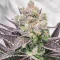 Section 781 (Blimburn x Herbies)