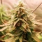 SkullRyder Auto (Blackskull Seeds) Cannabis-Samen