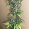 Skunk (Zambeza Seeds) Cannabis-Samen