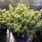 Skystomper 2.0 Auto feminisierte Samen (Mephisto Genetics)