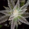 Skystomper 2.0 Auto feminisierte Samen (Mephisto Genetics)