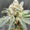 Sweet Zombie (Expert Seeds) Cannabis-Samen