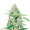 Violet Kush Auto (Garden of Green Seeds) Cannabis-Samen